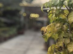 -丫口花园餐厅·融合菜