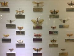 -上海昆虫博物馆