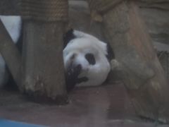 -成都动物园