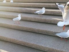 -悉尼海港大桥
