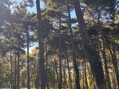 -长春市南湖公园