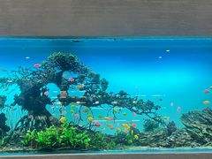 -松临·铁板烧&Omakase(神农店)