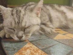 -猫猫幼稚园·撸猫·桌游·电玩