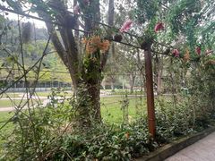 -野象谷景区