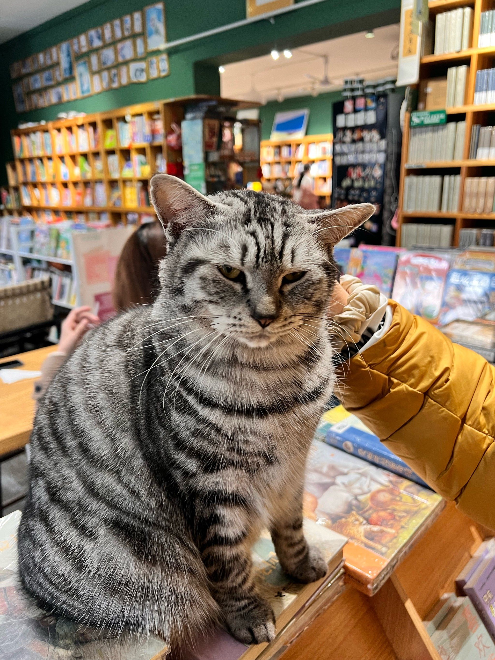 又来了,宋庄的春风在书店,书籍经常有折扣,猫儿也非常可爱