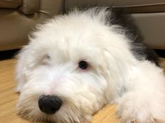 -PETKIT小佩宠物(昭化店)