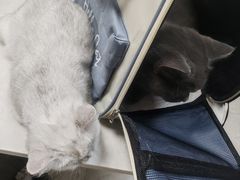 -中农国际动物医院24小时·猫科·骨科·急重症中心