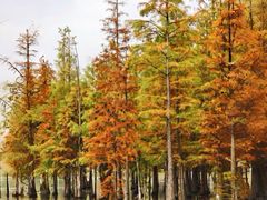 -白鹭湾湿地公园