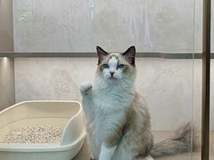 -翊宠yipet猫狗购宠庄园犬舍•猫舍