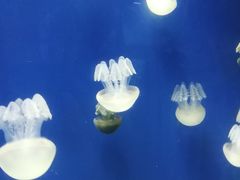 -迪拜水族馆及水下动物园