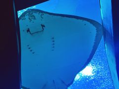 -珠海长隆海洋王国