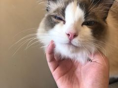 -猫腻·猫咖·撸猫馆(星光大道店)