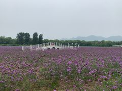 -北京东方普罗旺斯薰衣草庄园