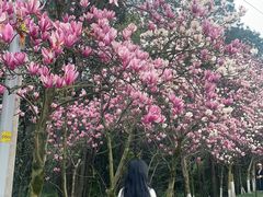 -铁山坪森林公园