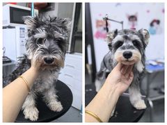 -PETKIT 小佩宠物·低压洗护·美容·寄养(安远店)