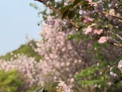 -香雪海