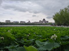 -莲花池公园