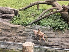 -杭州野生动物世界