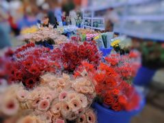 -三圣花乡旅游区