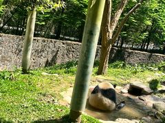 -都江堰中华大熊猫苑
