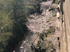 -武汉大学-樱园