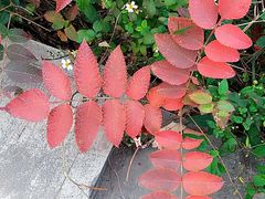 -滴水岩森林公园