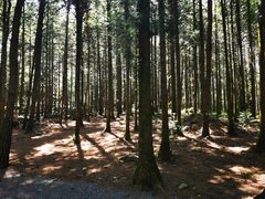 -重庆睡佛山森林公园