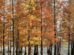 -白鹭湾湿地公园