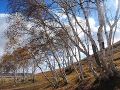 -乌兰布统景区-白桦林