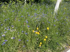 -武汉紫薇都市田园