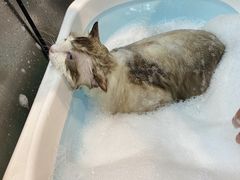 -PETKIT小佩宠物·低压洗护(国顺东路店)