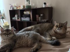 -瑞派福兴宠物医院犬猫全科·骨科·中西医结合(河东店)