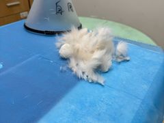 -艾贝尔宠物医院·24H转诊中心·肿瘤猫专科(江宁双龙店)