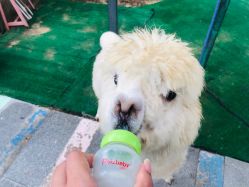 -萌宠亲子动物乐园(槐房万达店)