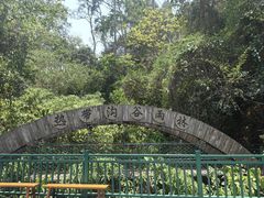 -西双版纳原始森林公园