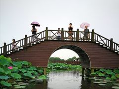 -荷塘月色湿地公园·向阳花洲