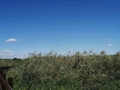 -西青郊野公园