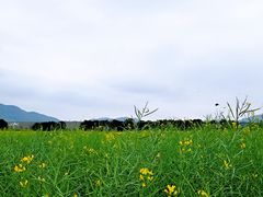 -光明小镇欢乐田园