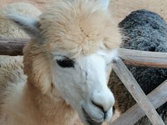 -泉州海丝野生动物世界