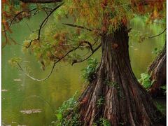 -中国科学院华南植物园