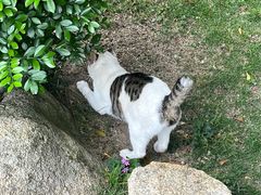 -胡里山炮台