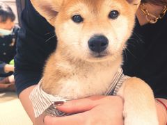 -逗柴咖啡屋·狗咖猫咖宠物桌游