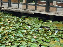 -白鹭湾湿地公园