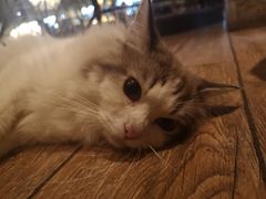 -more than meow吴止猫主题餐厅(承德 中船汇店)