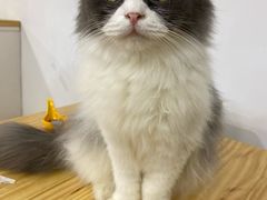 -李小姐の猫咖啡馆(五角场店)