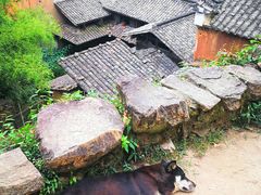 -杨家堂村