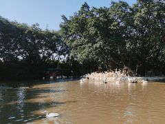 -广州长隆飞鸟乐园