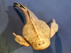 -浙江自然博物院(杭州馆)