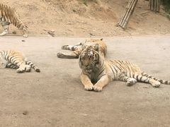 -大连森林动物园