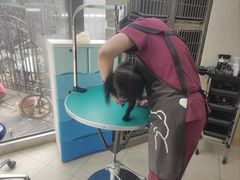 -美联众合爱康动物医院•复杂内科•肿瘤科•牙科•腔镜诊疗中心